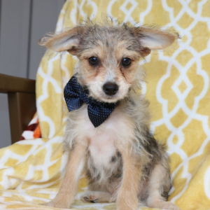 Yorkiepoo Puppy Markie