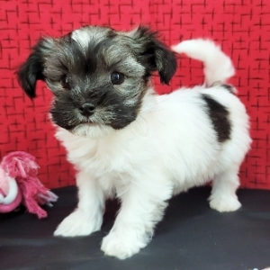 Havanese Puppy Faye