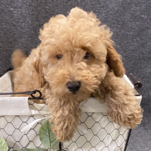 Poodle Puppy Todd