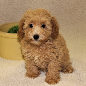 Poodle Puppy Tori