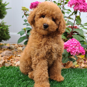 Poodle Puppy Lady