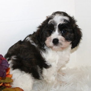 Cavapoo Puppy Macey