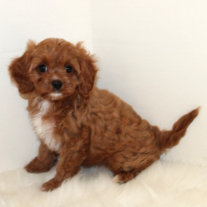 Cavapoo Puppy Stella