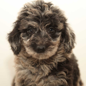 Goldendoodle Puppy Milo