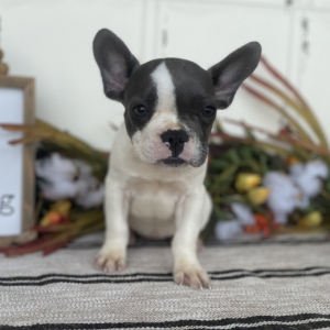 French Bulldog Puppy Caroline
