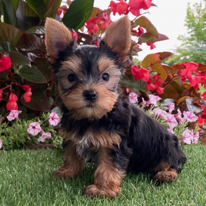Yorkshire Terrier Puppy Benson