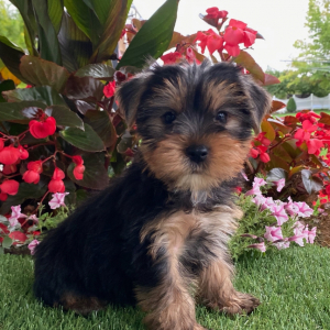 Yorkshire Terrier Puppy Seth