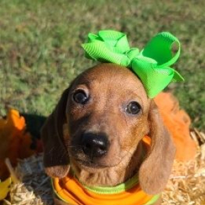 Dachshund Puppy Sookie