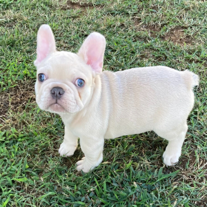 French Bulldog Puppy Bufford