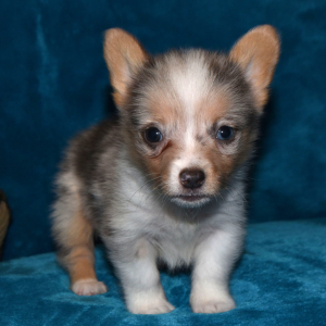 Pembroke Welsh Corgi Puppy Pierre