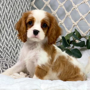 Cavalier King Charles Spaniel Puppy Greyson