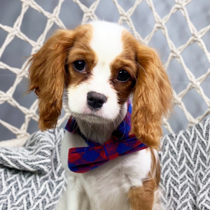 Cavalier King Charles Spaniel Puppy Greyson