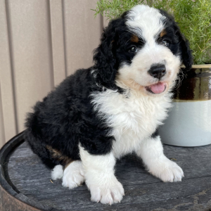 Bernedoodle Puppy Lincoln