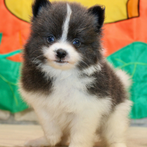 Pomeranian Puppy Dash