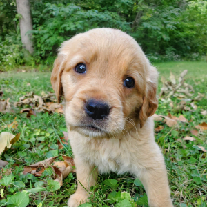 Golden Retriever Puppy Zoey