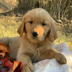 Golden Retriever Puppy Muffin