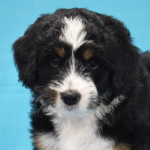 Bernedoodle Puppy GiGi