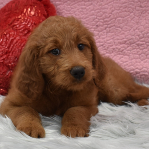 Goldendoodle Puppy Harmony