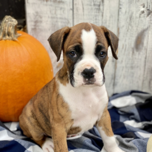 Boxer Puppy Jack