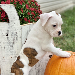 Boxer Puppy Patch