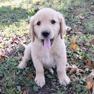 Golden Retriever Puppy Apollo
