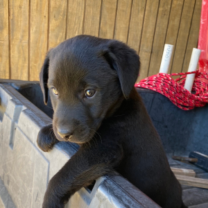 Labrador Retriever Puppy Eula