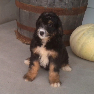 Bernedoodle Puppy Taffy