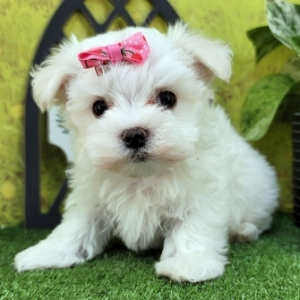 Maltese Puppy Maisy