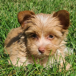 Yorkshire Terrier Puppy Goldie