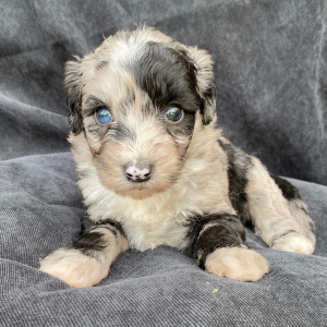 Sheepadoodle Puppy Gigi