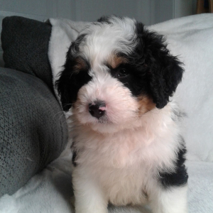 Bernedoodle Puppy Felix