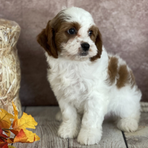 Cavapoo Puppy Brody