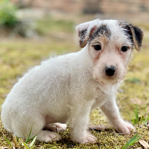 Jack Russell Terrier Puppy Winifred