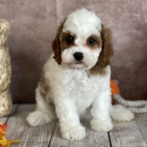 Cavapoo Puppy Bonnie
