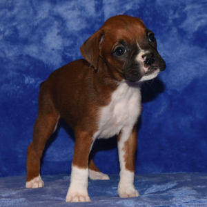 Boxer Puppy Dixie