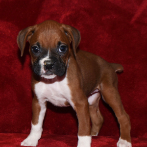 Boxer Puppy Dixie