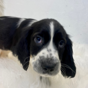 English Springer Spaniel Puppy Marlie