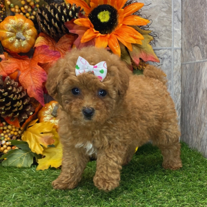Poodle Puppy Jessica