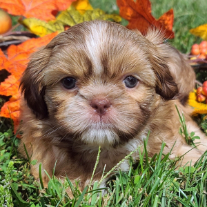 Shih Tzu Puppy Bayley