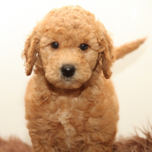 Goldendoodle Puppy Colt