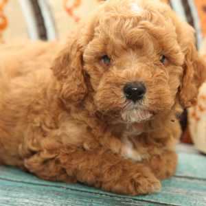 Cavapoo Puppy Pierce