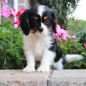 Cavalier King Charles Spaniel Puppy Alexander