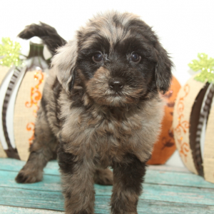 Goldendoodle Puppy Dash