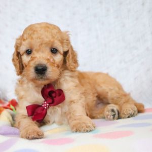 Goldendoodle Puppy Bobby