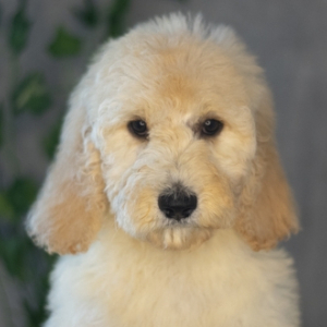 Goldendoodle Puppy Suton