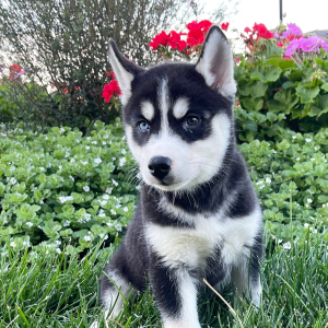 Siberian Husky Puppy Regina