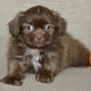 Shih Tzu Puppy Rome