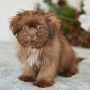 Shih Tzu Puppy Rome