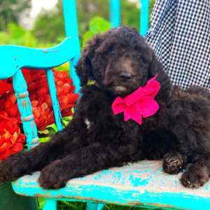 Poodle Puppy Amy