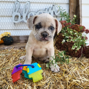 French Bulldog Puppy Jojo